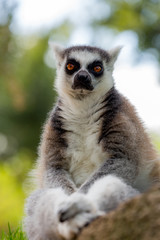 portrait of looking lemur