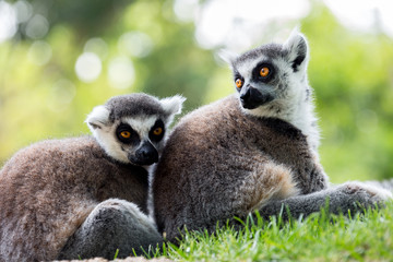 looking and sitting lemurs