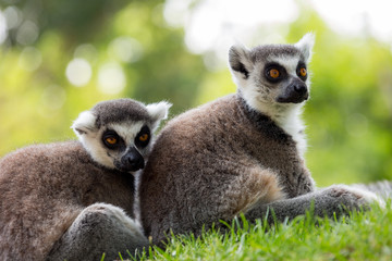 Fototapeta premium two lemurs waiting
