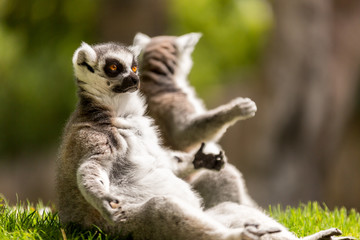 Naklejka na ściany i meble Two lemures sunbathing sitting on the grass