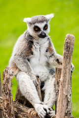 Fototapeta premium lemur sitting on a wooden fence 