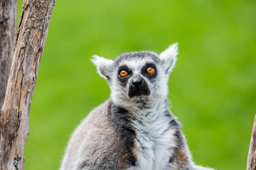 portrait of a lemur where you can see the color of your eyes