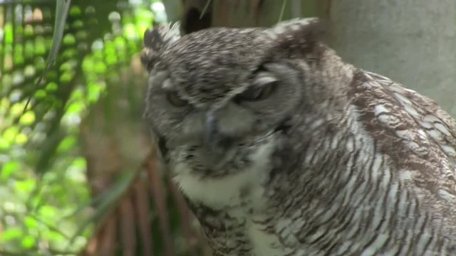 Owl