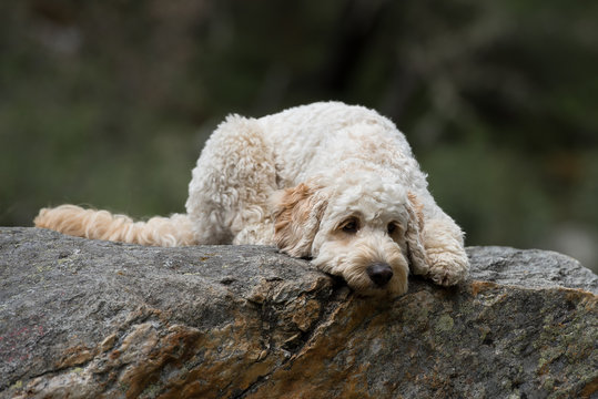 Hund liegt auf Fels