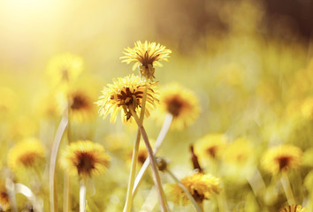 Fototapeta na wymiar Yellow flowers of a dandelion