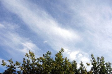 Obraz premium Trees on sky background 