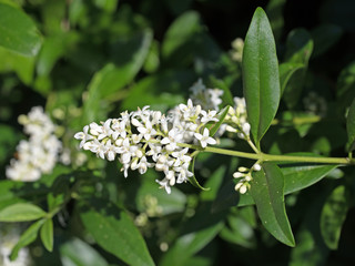 Liguster, Ligustrum, Ligusterblüten