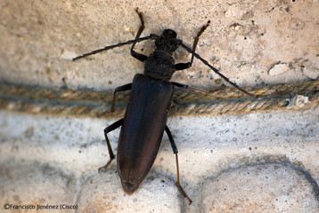 Escarabajo Cerambyx cerdo