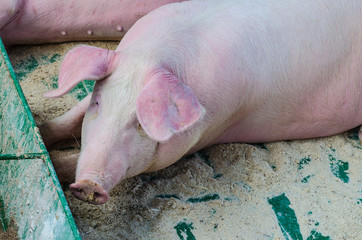 A mammal with a beautiful snout, resting and eating on the farm