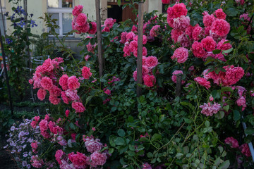 Fototapeta na wymiar flowers in front of the house