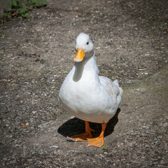 White duck