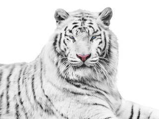 Mighty white tiger