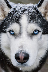 Portrait of a blue-eyed husky