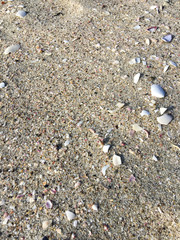 Shells And Sand