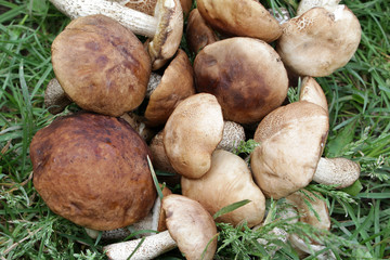 Plucked mushrooms
