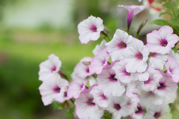 Petunia flowers