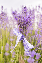 Lavender bouquet tied by ribbon on the lavender field 