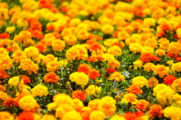 Background of summer flowers, meadow of vivid marigold flowers, selective focus, shallow depth of field