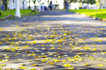 hojas caídas en paseo 
