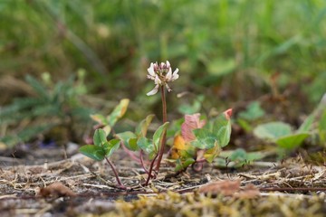 Clover Flower. Slovakia
