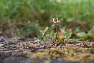 Clover Flower. Slovakia