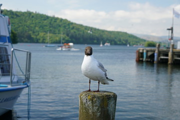 Gull at the lakeside of Windermere at Bowness-on-Windermere