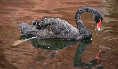 Black swan is a large waterbird, a species of swan which breeds mainly in Australia. A New Zealand...