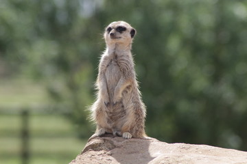 Fototapeta premium Standing Meerkat