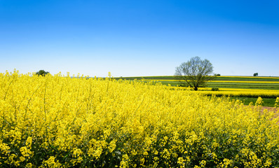 Landscape with rape flowers and blue sky