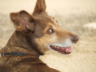 Hund mit Schlappohr