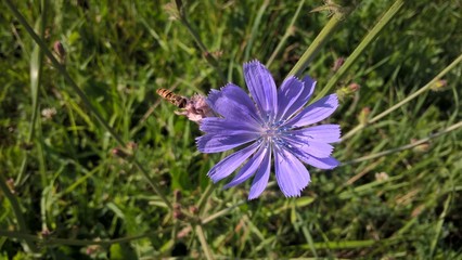 Purple flower. Slovakia