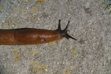 Schnecke auf Weg Zwei