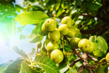 A lot of walnuts on a tree at sunset