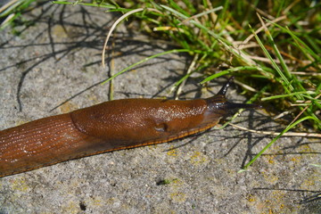 Schnecke auf Weg Eins