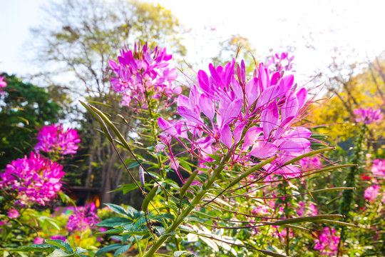 Close up of beautiful Cleome flower or spider flowers.