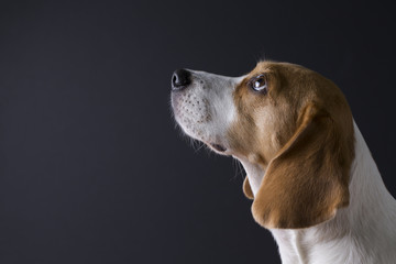 Young beagle looking up isolated on dark background.