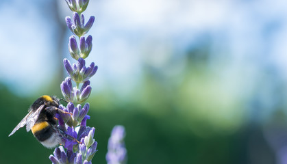 Dunkle Erdhummel an einer Lavendelblüte
