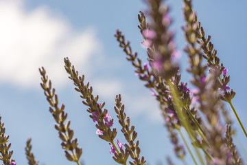 Naklejka premium Lila Lavendel vor blauem Himmel