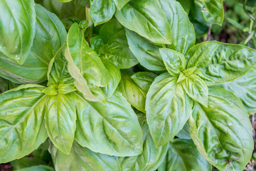 Frischer grüner Basilikum für die mediterrane Küche