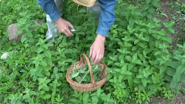 Gardener herbalist harvesting fresh mint herb for medical tea

