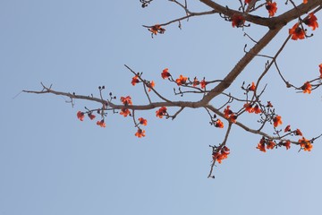 Branche fleurie sur ciel bleu