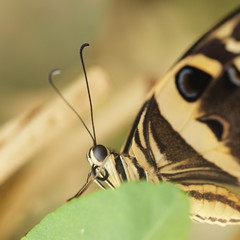 Papillon tropical