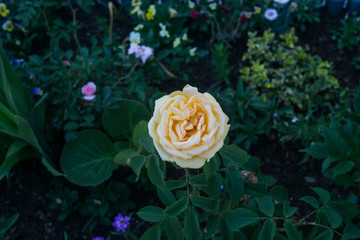 beautiful rose in the bush, background with a rose