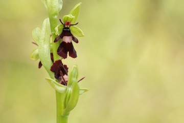 Orchidée mouche