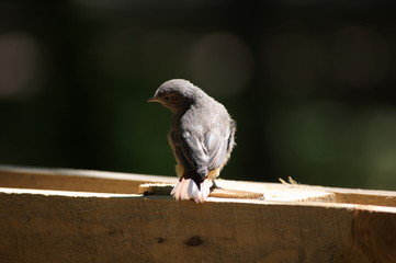 Common redstart (Phoenicurus phoenicurus).