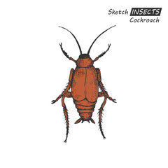 Hand drawn cockroach