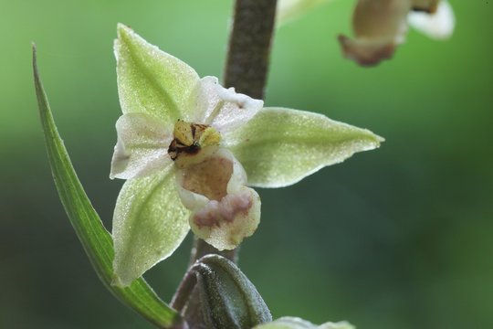 Orchid&eacute;e &eacute;pipactis helleborine