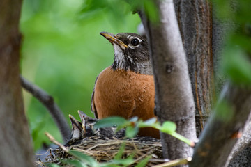 Robins