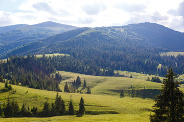 Naklejka premium Beautiful sunny day is in mountain landscape. Carpathian, Ukraine.