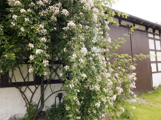 Fototapeta na wymiar Blühende Rosen im Garten